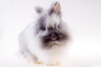 angora rabbit
