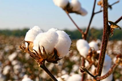 Cotton plant