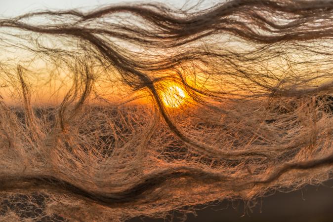 flax fibers