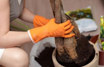 Woman relocates pachira aquatica