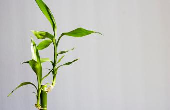 lucky bamboo stalks