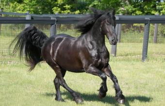 Black Friesian at a run