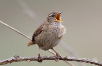 Songbird singing