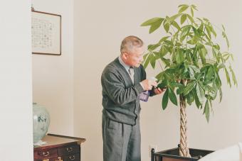 man spraying money tree