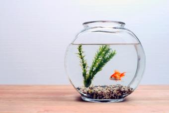 Goldfish in round aquarium