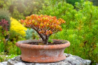 Jade Plant in a vintage terracotta pot