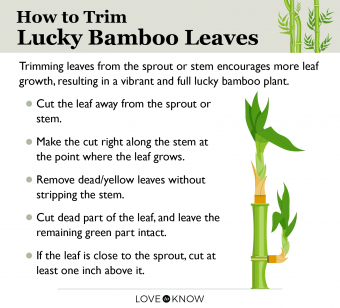 How to Trim Lucky Bamboo Leaves Infographic