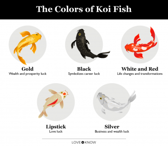 Koi Fish Color Meanings Infographic