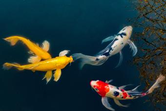 japanese koi fish photography