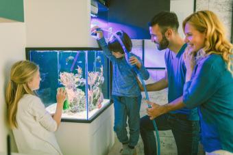 Family cleaning reef tank