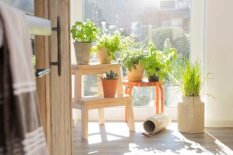 Herbs in flowerpots at the kitchen window