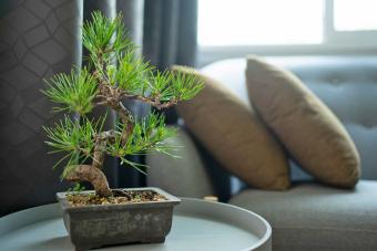 pine tree bonsai