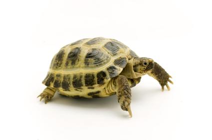 turtle with pronounced shell