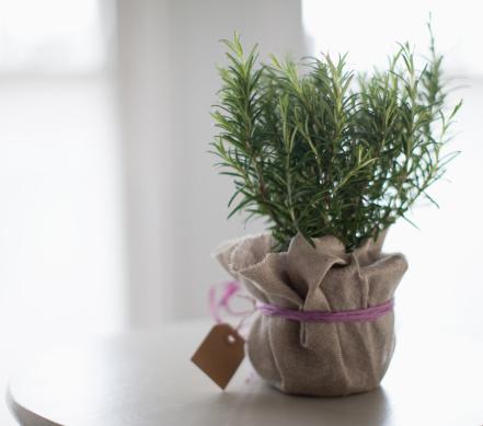 8 Ful Herbs For Good Luck Health And Prosperity 8 Ful Herbs For Good Luck