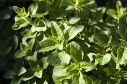 8 Ful Herbs For Good Luck Health And Prosperity 8 Ful Herbs For Good Luck