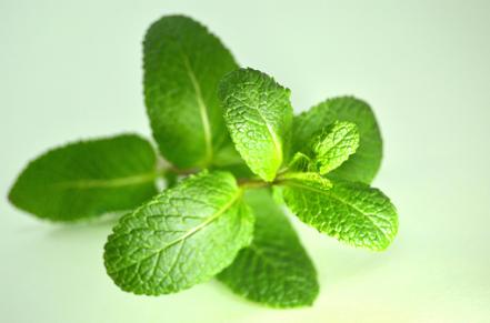 8 Ful Herbs For Good Luck Health And Prosperity 8 Ful Herbs For Good Luck