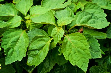 8 Ful Herbs For Good Luck Health And Prosperity 8 Ful Herbs For Good Luck