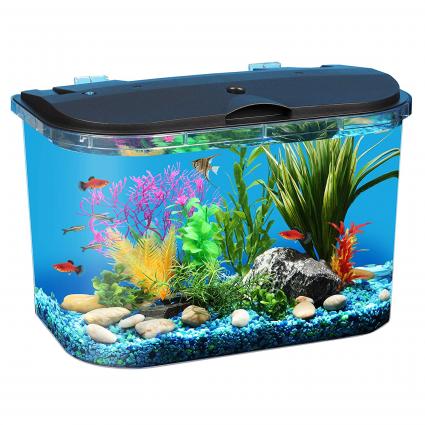 610 Aquarium Design For Goldfish HD Terbaru