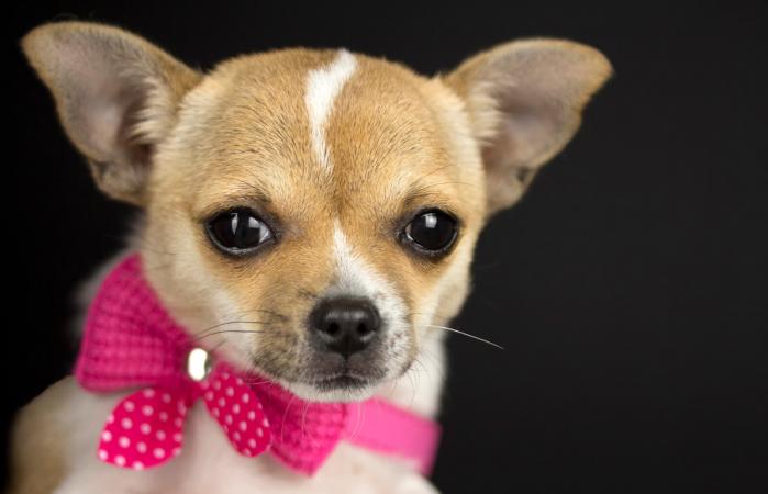 Dog with pink collar