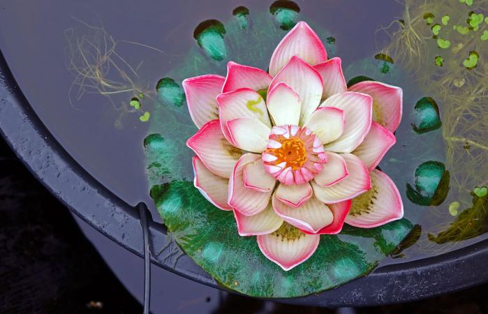 Lotus blossom in pond
