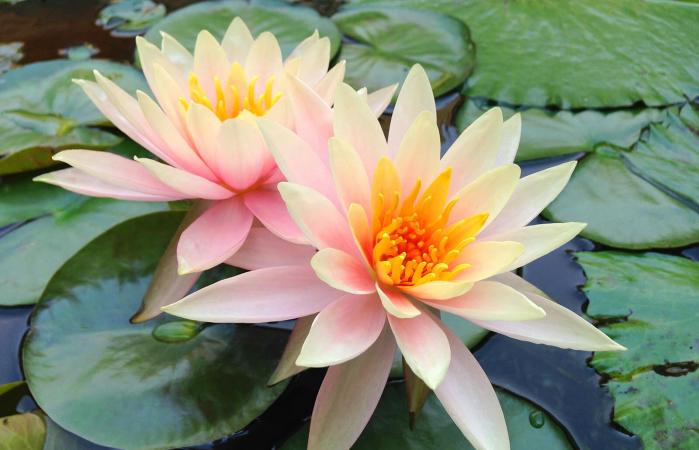 Lotus Water Lily In Lake