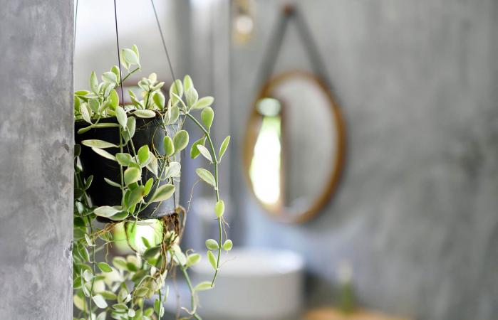 Hanging plants in bathroom