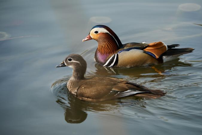 Male and female Mandarin ducks on water