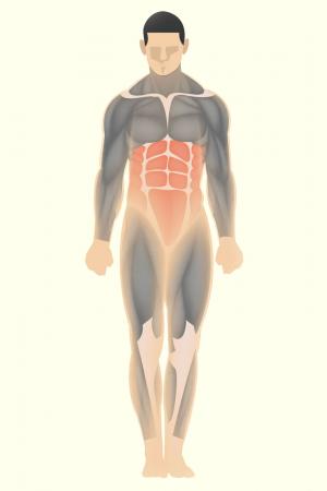 Core body muscles