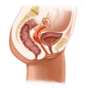 Female Pelvic Organs
