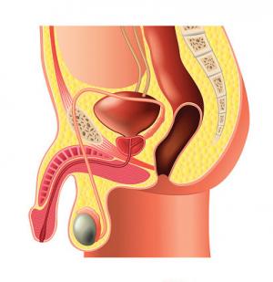 Male Pelvic Organs