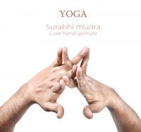 surabhi mudra