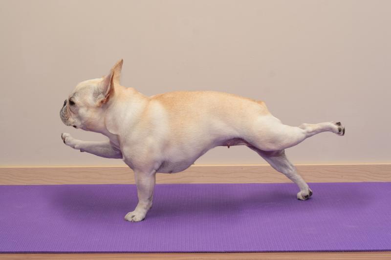 6 Dog Yoga Poses to Try With Your Pup LoveToKnow Health & Wellness