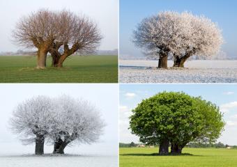 https://cf.ltkcdn.net/freelance-writing/images/slide/245576-850x600-tree-in-four-different-seasons.jpg