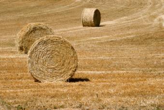 https://cf.ltkcdn.net/french/images/slide/124758-848x566-farmland.jpg