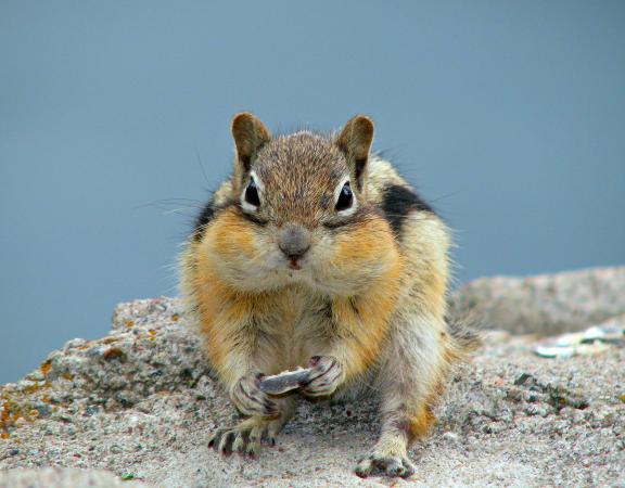 french-wild-animals