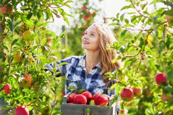 Girl picking apples in orchard