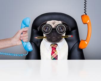 Business dog