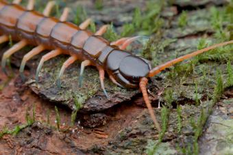 https://cf.ltkcdn.net/fun/images/slide/227065-850x567-giant-jungle-centipede.jpg