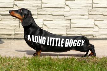 Long doggy meme created by LoveToKnow