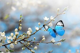 Cherry blossom in wild and butterfly. Springtime