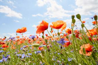 Close-Up of poppies and cornflowers on meadow against sunlight and blue sky