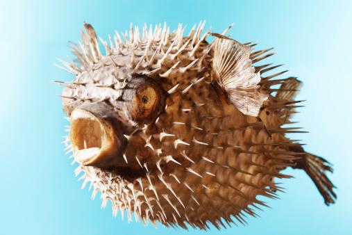 Puffer Fish