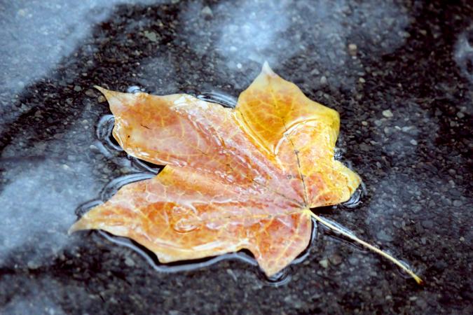 Yellow leaf in water