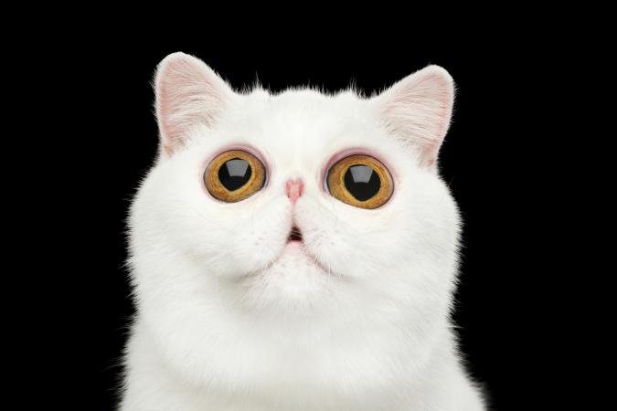 White Exotic Cat