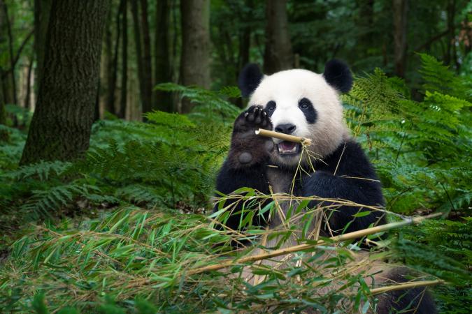 Panda bear waving in rain forest