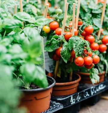 Get Planning! These Foods Are So Easy to Grow in Your Garden