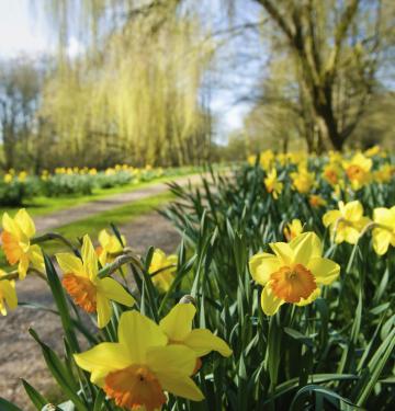 Look Forward to Spring With These Early Seasonal Blooms