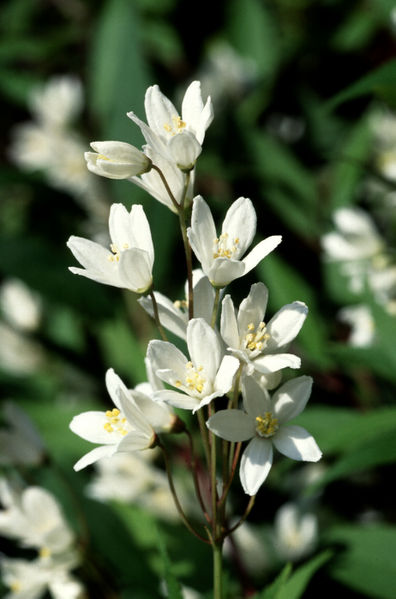 Deutzia Lovetoknow