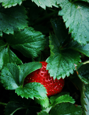 Fertilizer For Strawberries Lovetoknow Fertilizer For Strawberries Lovetoknow