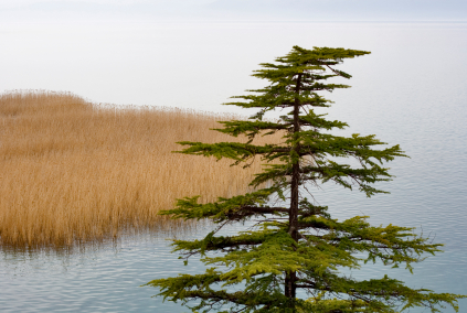 Pine Tree Disease Lovetoknow